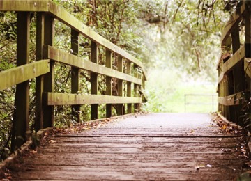 bridge_in_woods_resized