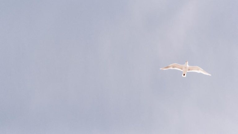 white_bird